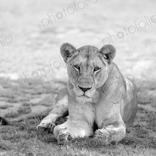 A portrait of a lioness, Panthera leo, lying down, in black and white. A portrait of a lioness, Panthera leo, lying down, in black and white.