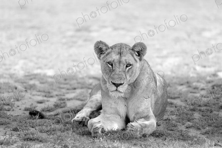 A portrait of a lioness, Panthera leo, lying down, in black and white.