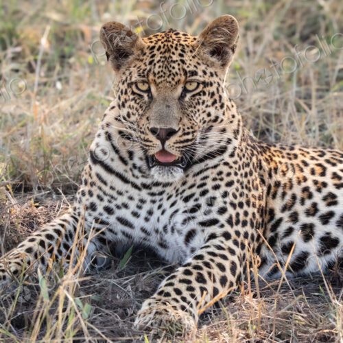 A portrait of a male leopard, Panthera pardus, lying in grass. A portrait of a male leopard, Panthera pardus, lying in grass.