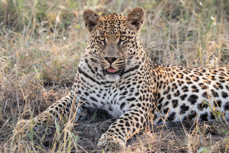A portrait of a male leopard, Panthera pardus, lying in grass.