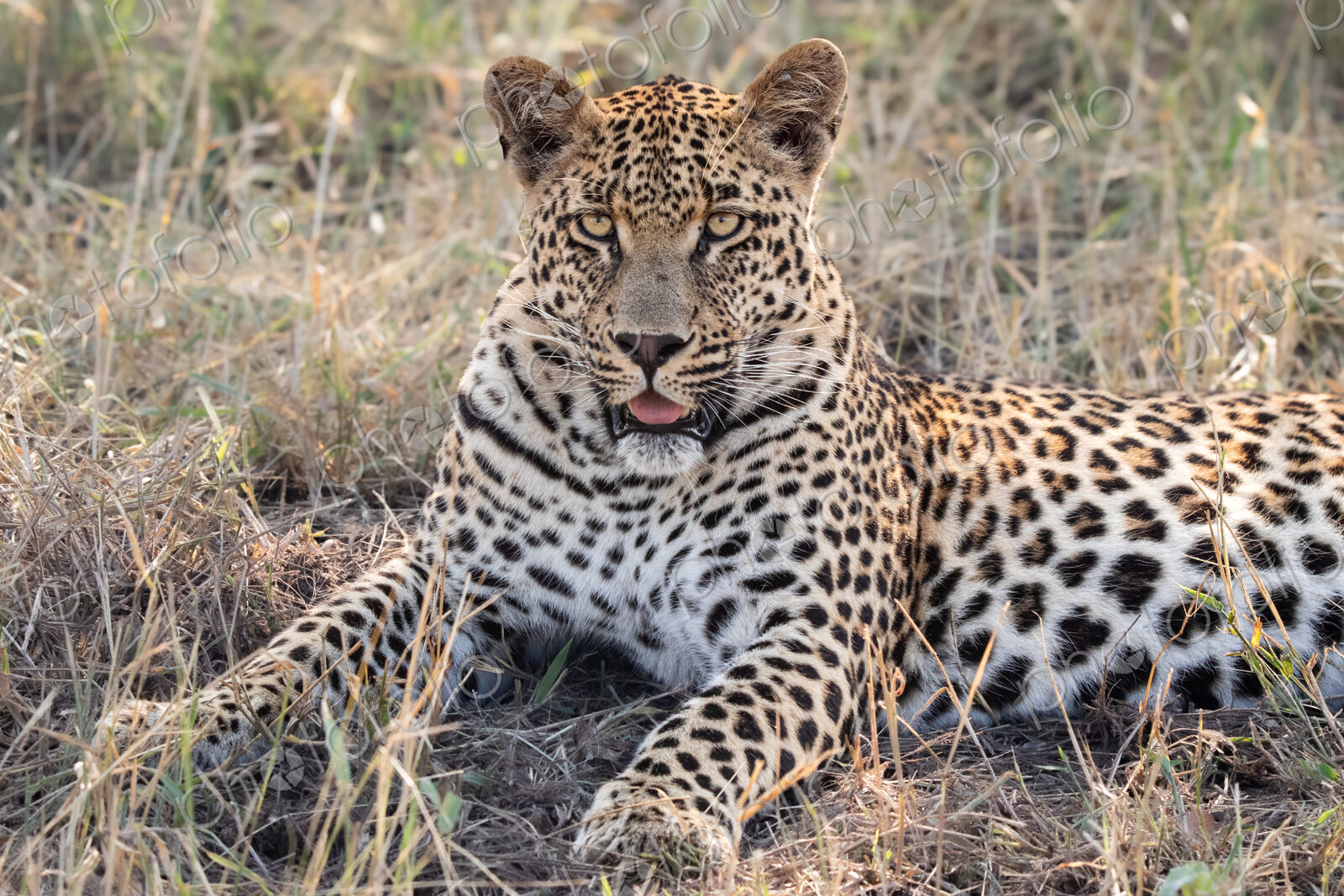 A portrait of a male leopard, Panthera pardus, lying in grass.