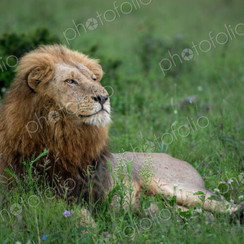 A portrait of a male lion, Panthera leo, lying in grass, side profile.