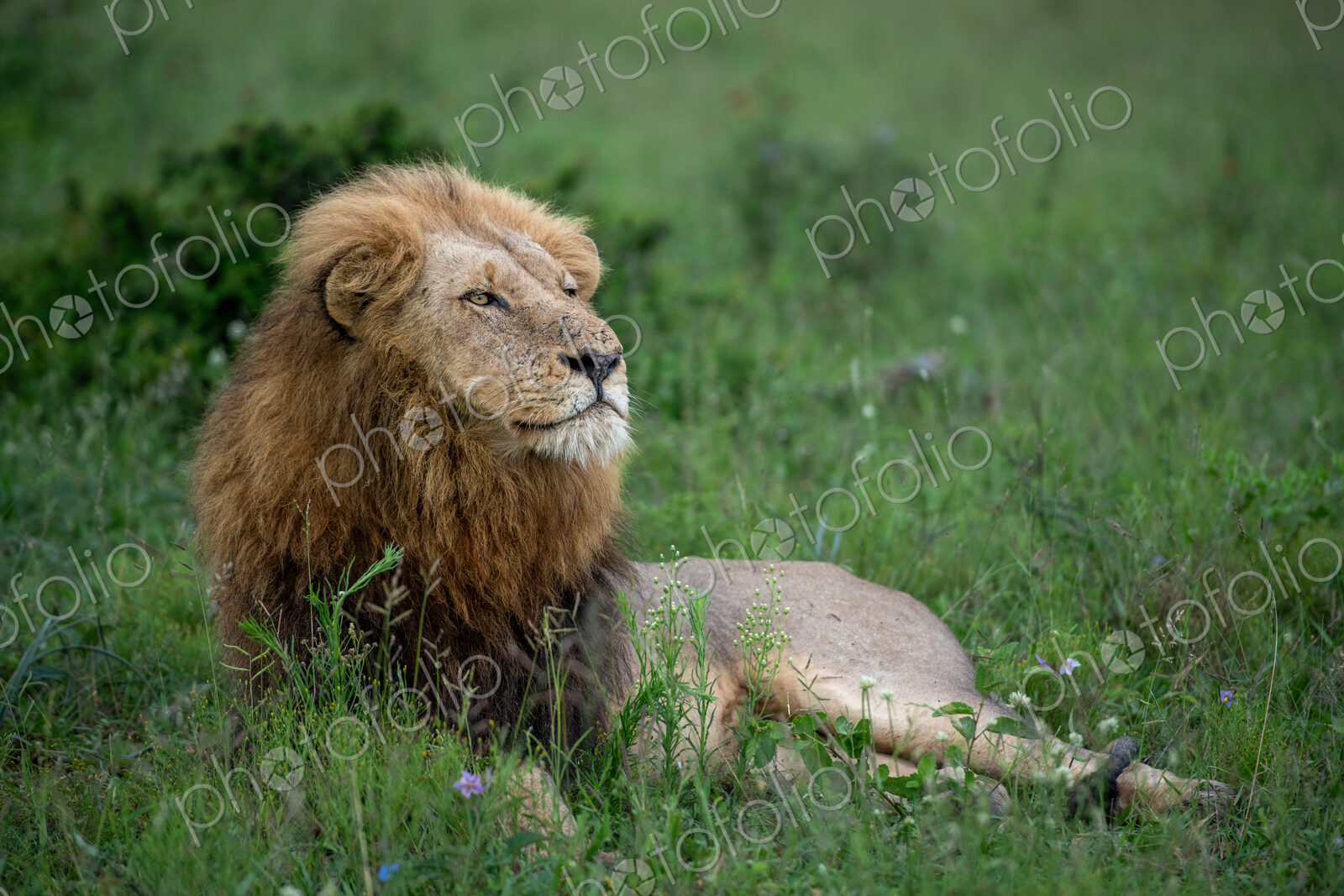 A portrait of a male lion, Panthera leo, lying in grass, side profile.