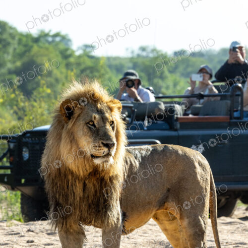 A portrait of a male lion, Panthera leo, with a safari vehicle behind him. A portrait of a male lion, Panthera leo, with a safari vehicle behind him.