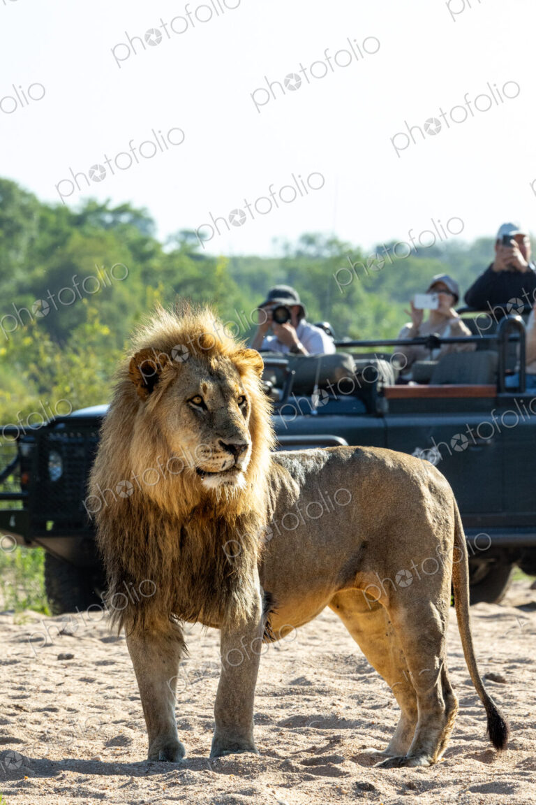 A portrait of a male lion, Panthera leo, with a safari vehicle behind him.