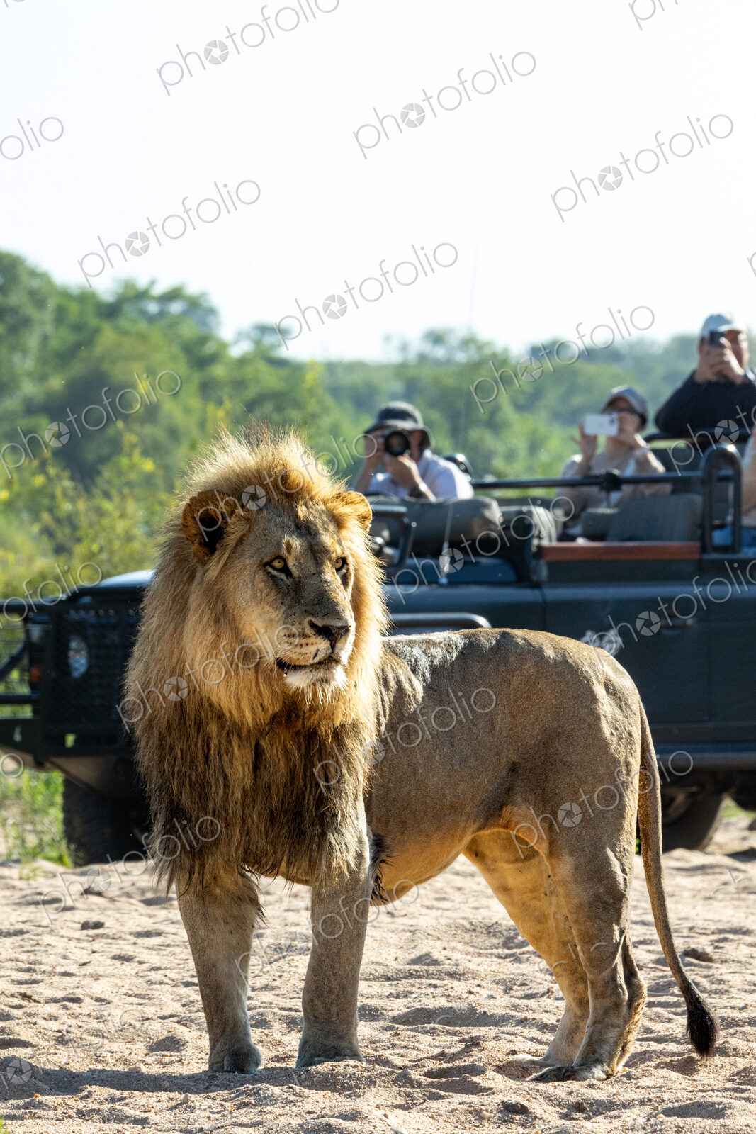 A portrait of a male lion, Panthera leo, with a safari vehicle behind him.