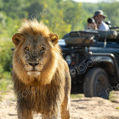 A portrait of a male lion, Panthera leo, with a safari vehicle behind him. A portrait of a male lion, Panthera leo, with a safari vehicle behind him.