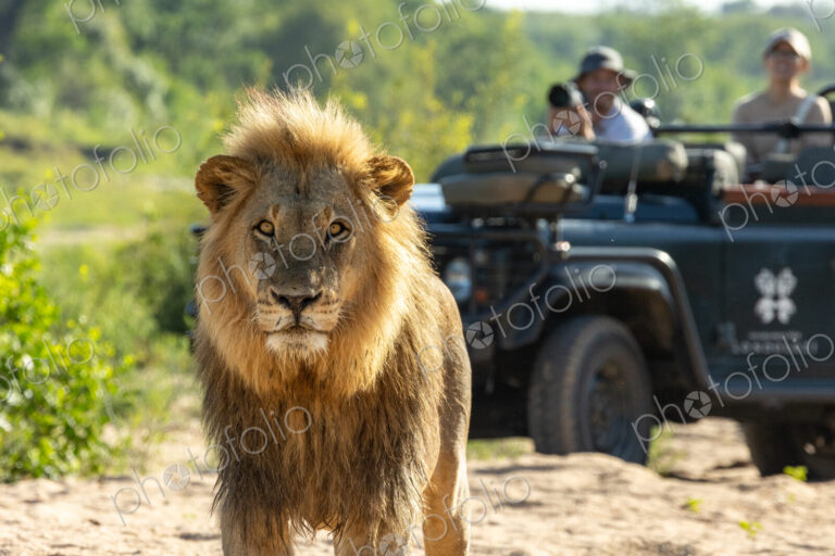 A portrait of a male lion, Panthera leo, with a safari vehicle behind him.