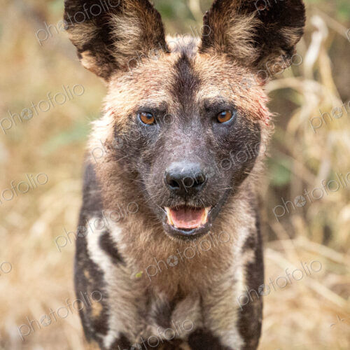 A portrait of a wild dog, Lycaon pictus.