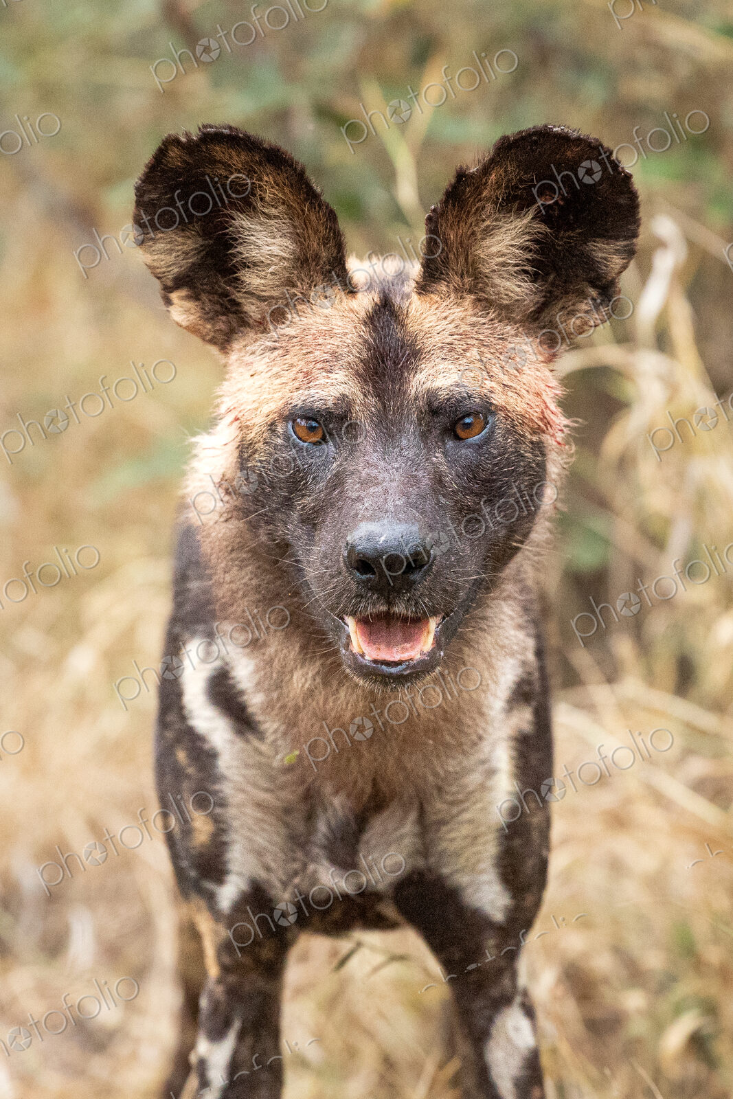 A portrait of a wild dog, Lycaon pictus.
