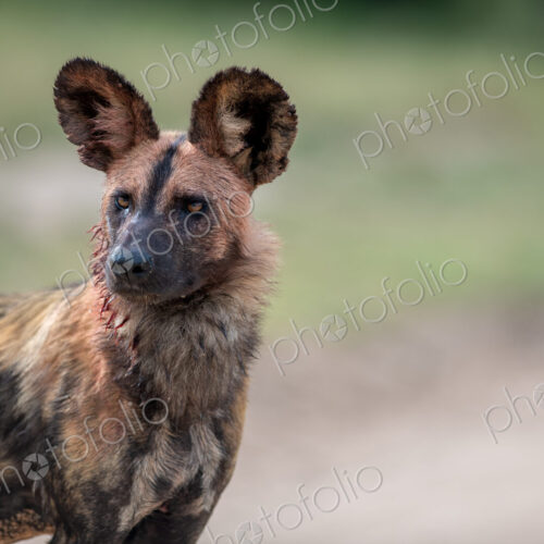 A portrait of a wild dog, Lycaon pictus. A portrait of a wild dog, Lycaon pictus.