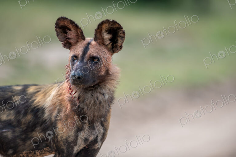 A portrait of a wild dog, Lycaon pictus.