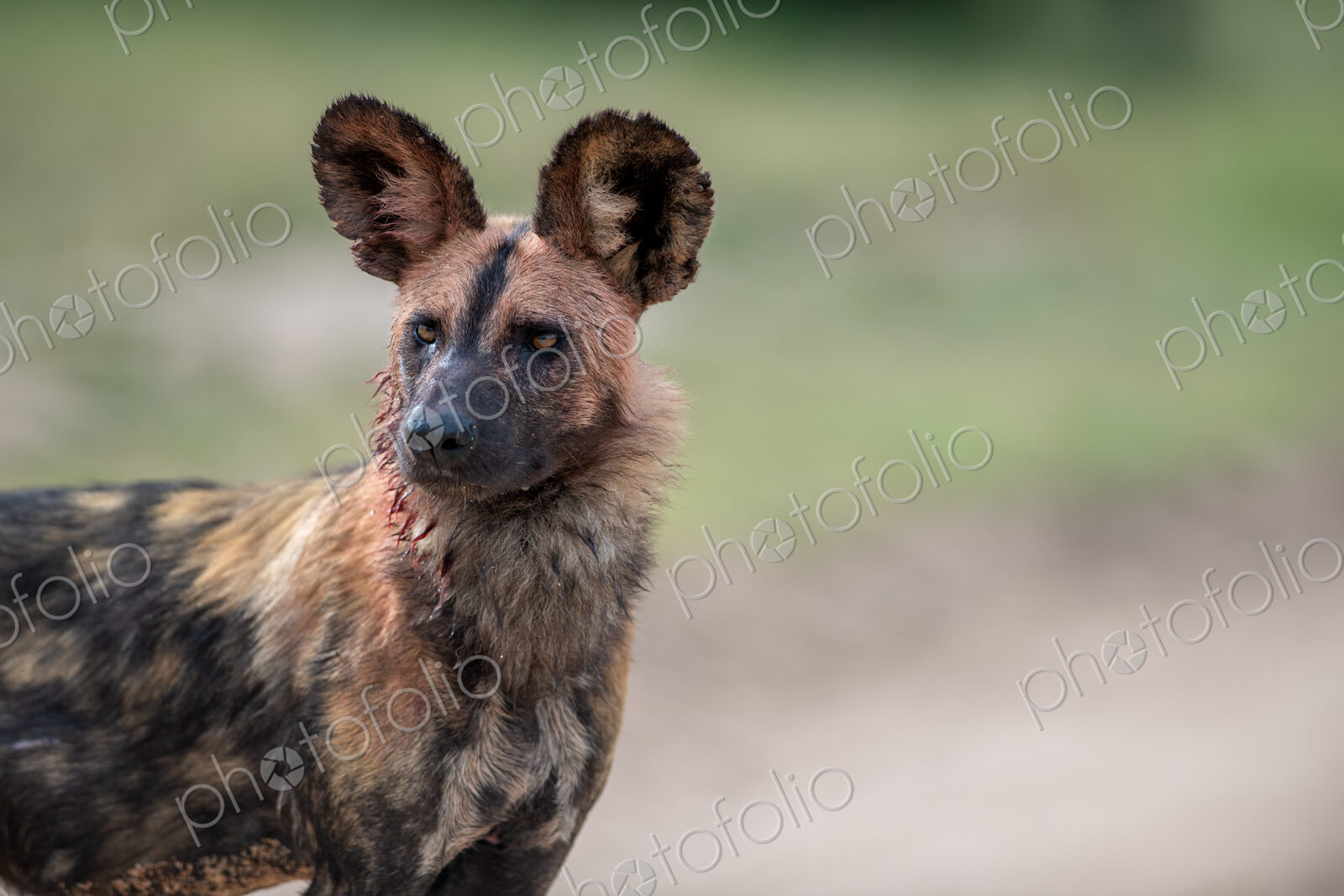 A portrait of a wild dog, Lycaon pictus.