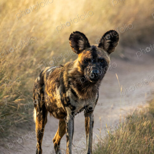 A portrait of a wild dog, Lycaon pictus, backlit. A portrait of a wild dog, Lycaon pictus, backlit.