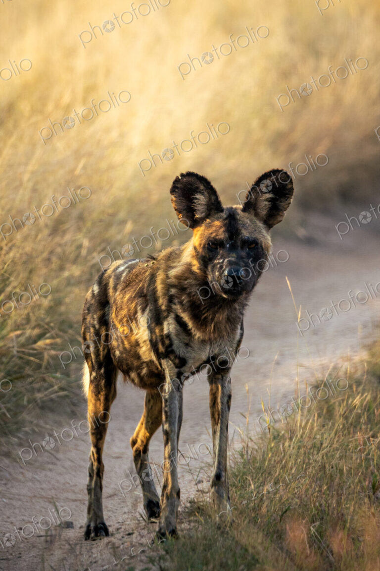 A portrait of a wild dog, Lycaon pictus, backlit.