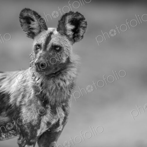 A portrait of a wild dog, Lycaon pictus, in black and white. A portrait of a wild dog, Lycaon pictus, in black and white.