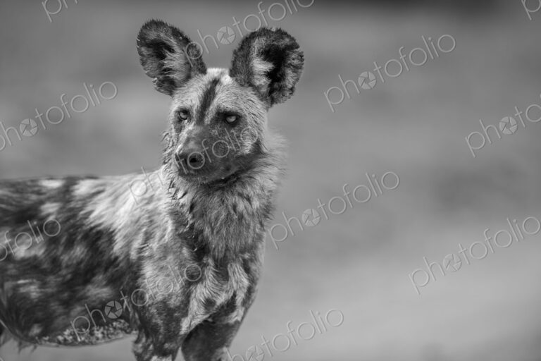 A portrait of a wild dog, Lycaon pictus, in black and white.