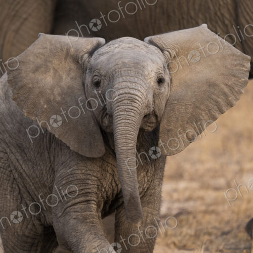 A portrait of an elephant calf, Loxodonta africana.