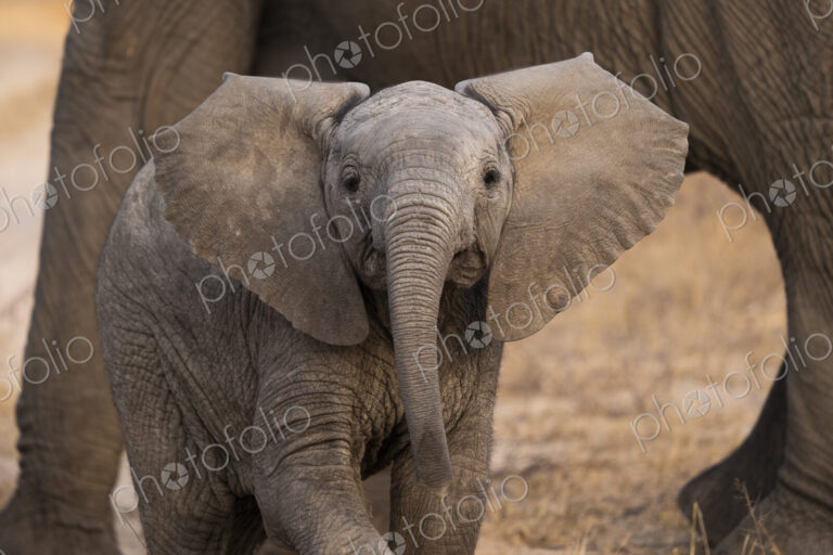 A portrait of an elephant calf, Loxodonta africana.