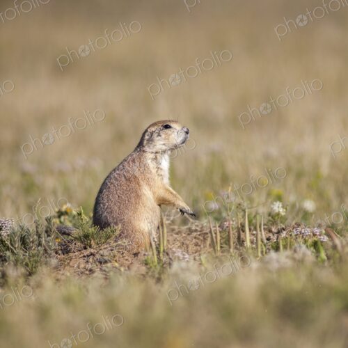 A prairie dog stands alert on the grasslands at Devil's Tower National Monument, a…