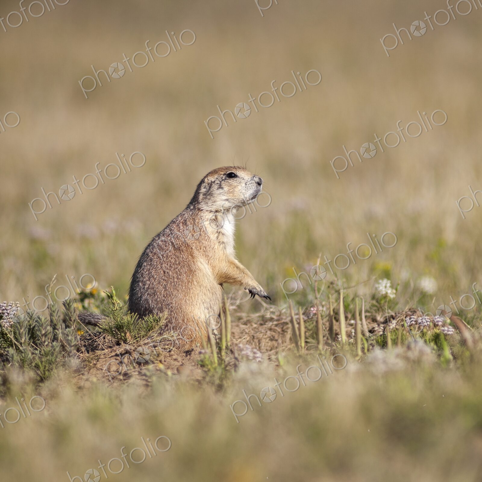 A prairie dog stands alert on the grasslands at Devil’s Tower National Monument, a…