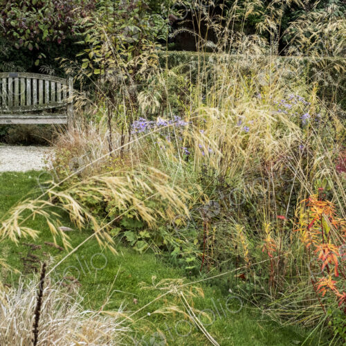 A prairie planting scheme in the garden of a hotel, long grasses and autumn foliage in… A prairie planting scheme in the garden of a hotel, long grasses and autumn foliage in…