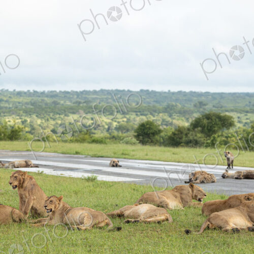 A pride of lions, Panthera Leo, and hyena, Hyaenidae, with a zebra carcass. A pride of lions, Panthera Leo, and hyena, Hyaenidae, with a zebra carcass.