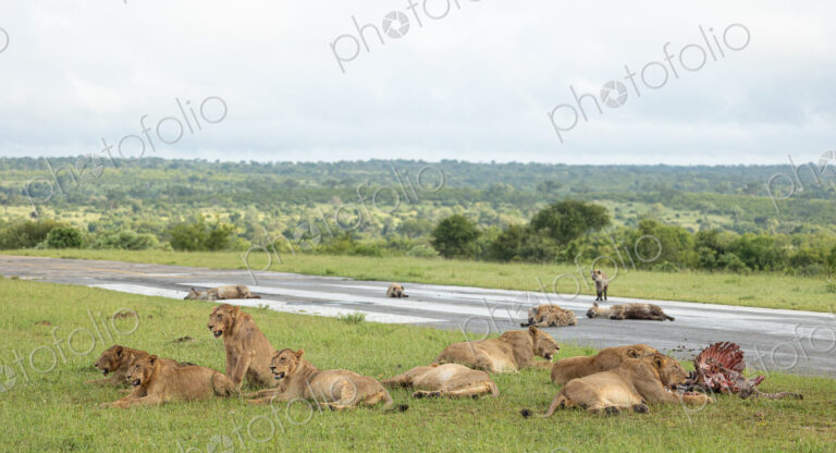 A pride of lions, Panthera Leo, and hyena, Hyaenidae, with a zebra carcass.