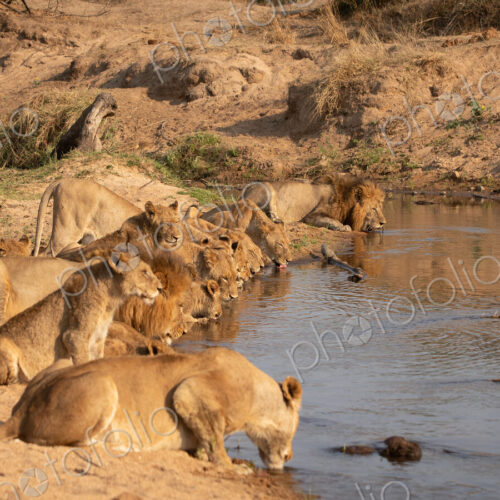 A pride of lions, Panthera leo, crouch down together in a line and drink from a waterhole A pride of lions, Panthera leo, crouch down together in a line and drink from a waterhole