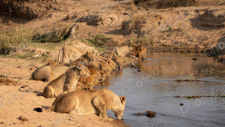 A pride of lions, Panthera leo, crouch down together in a line and drink from a waterhole