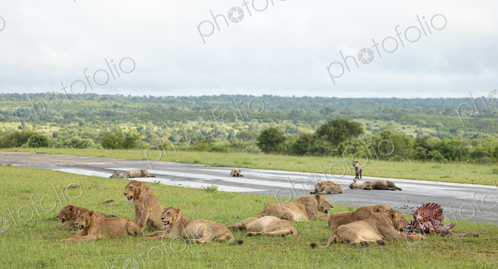 A pride of lions, Panthera leo, feeding on a zebra carcass.