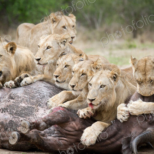 A pride of lions, Panthera leo, lie over a buffalo carcass, Syncerus caffer, looking… A pride of lions, Panthera leo, lie over a buffalo carcass, Syncerus caffer, looking…