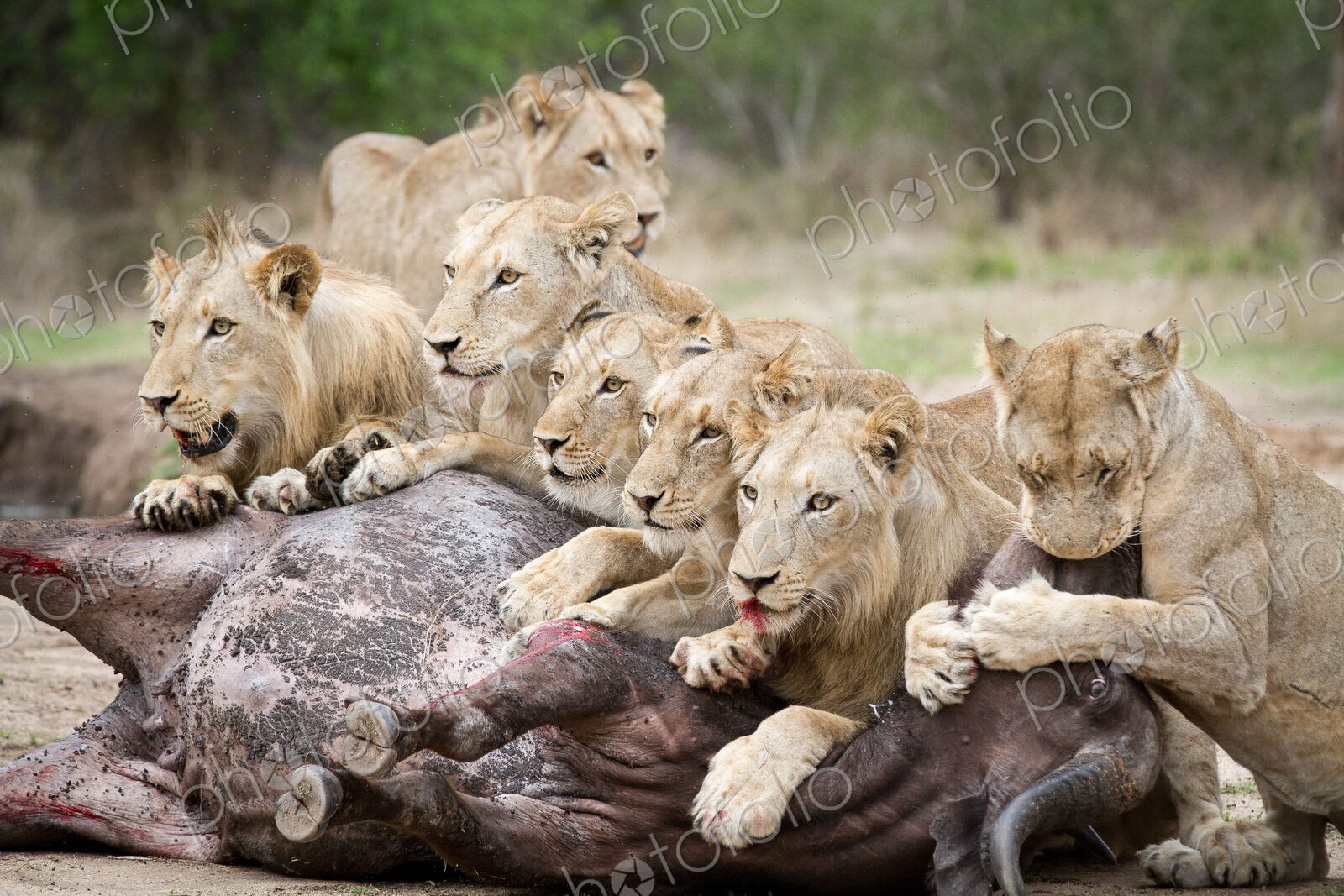 A pride of lions, Panthera leo, lie over a buffalo carcass, Syncerus caffer, looking…