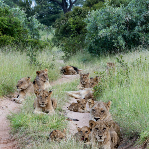 A pride of lions, Panthera leo, lying together.