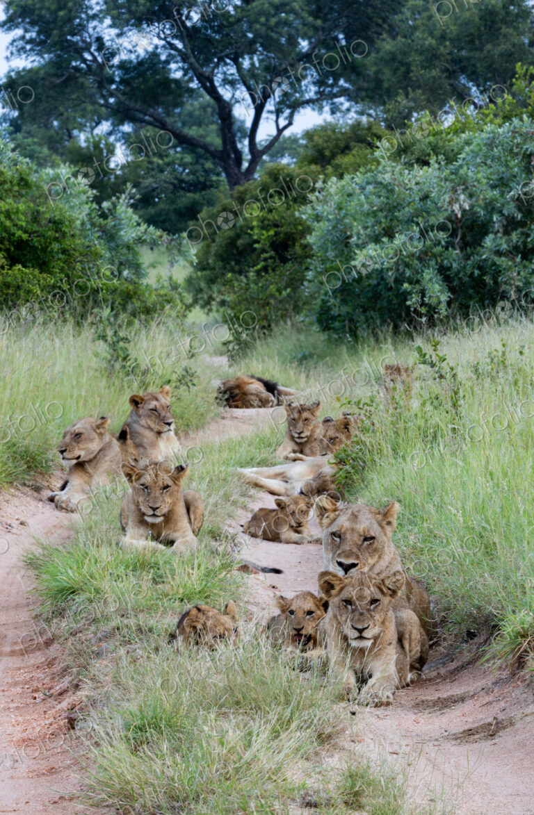 A pride of lions, Panthera leo, lying together.