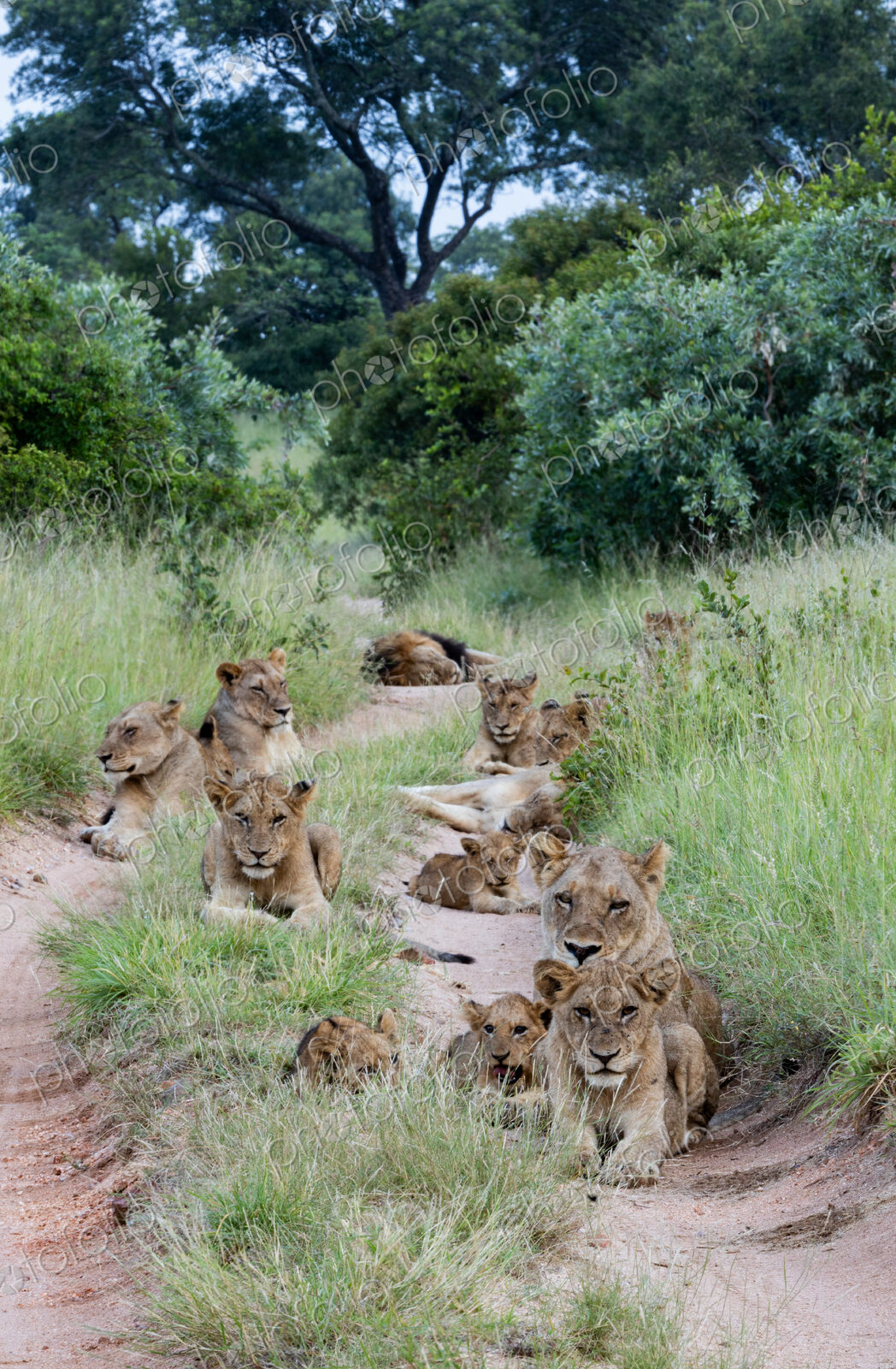 A pride of lions, Panthera leo, lying together.