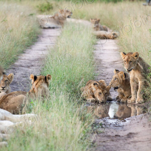 A pride of lions, Panthera leo, sit in the tracks of a road, drinking water,… A pride of lions, Panthera leo, sit in the tracks of a road, drinking water,…