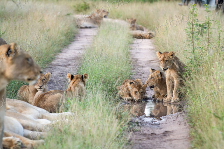 A pride of lions, Panthera leo, sit in the tracks of a road, drinking water,…