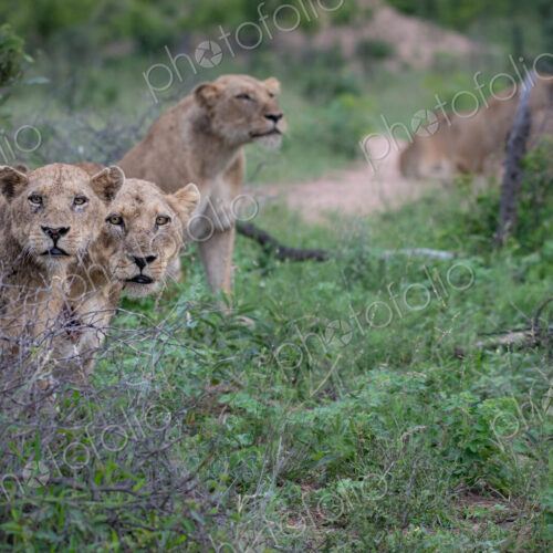 A pride of lions, Panthera leo, sit together in green grass while hunting, looking up A pride of lions, Panthera leo, sit together in green grass while hunting, looking up