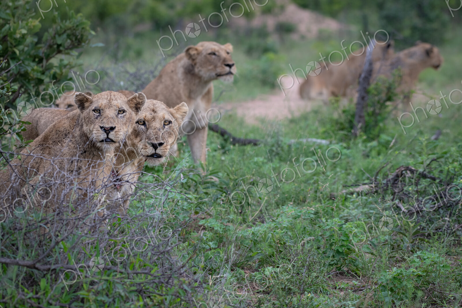 A pride of lions, Panthera leo, sit together in green grass while hunting, looking up