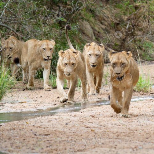 A pride of lions, Panthera leo, walk in a river bed towards camera