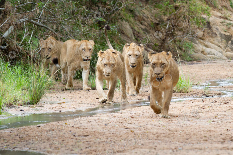 A pride of lions, Panthera leo, walk in a river bed towards camera