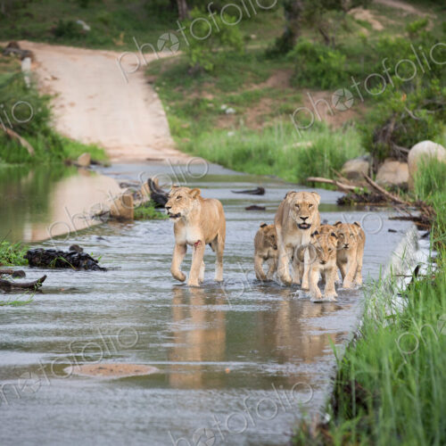 A pride of lions, Panthera leo, walk through the shallow water of a river, walking… A pride of lions, Panthera leo, walk through the shallow water of a river, walking…