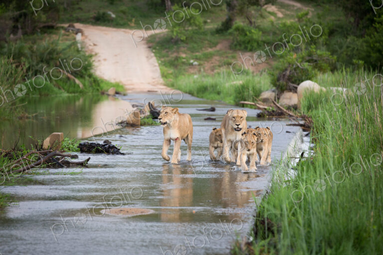 A pride of lions, Panthera leo, walk through the shallow water of a river, walking…