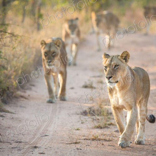 A pride of lions, Panthera leo, walk towards the camera on a sand road