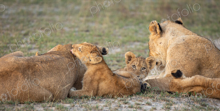A pride of lions, Panthera leo, with cubs.