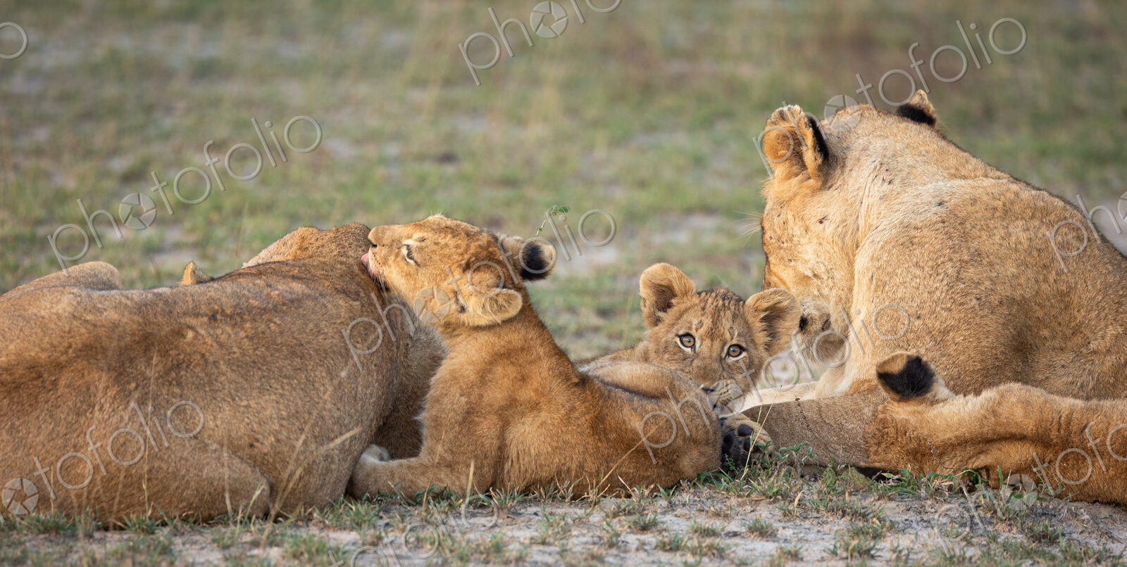 A pride of lions, Panthera leo, with cubs.