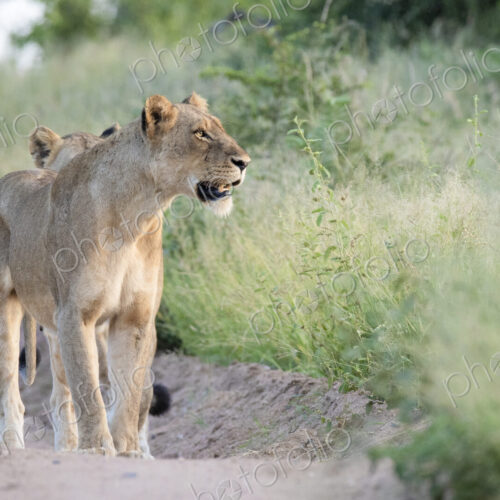 A pride of lions, Panthera pardus, walk in a line down a sand path