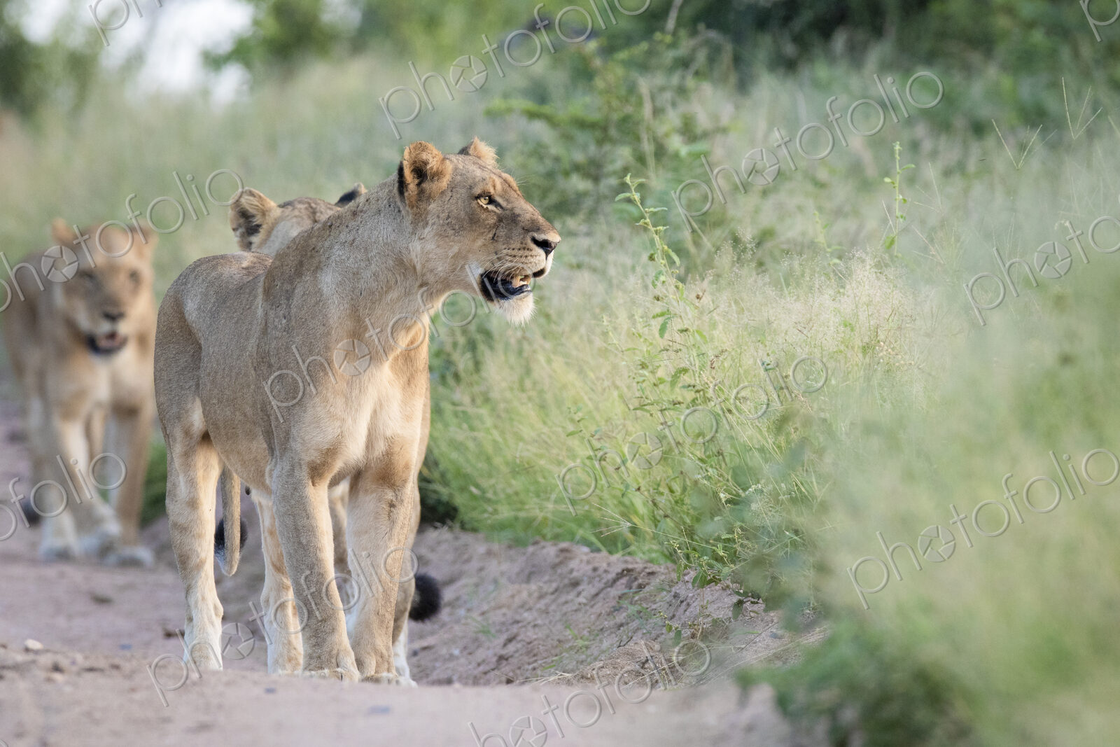 A pride of lions, Panthera pardus, walk in a line down a sand path