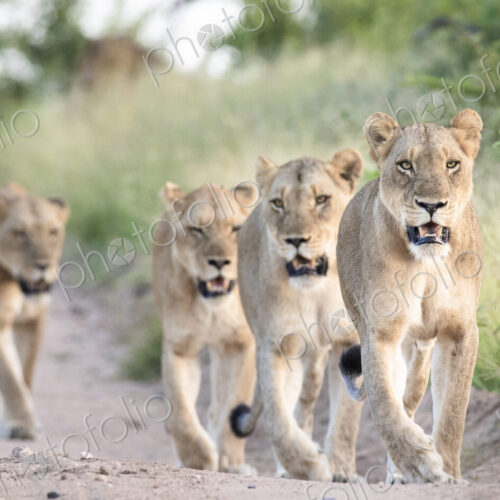 A pride of lions, Panthera pardus, walk in a line down a sand road flanked by green…